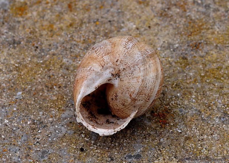 Gastropoda pianosino